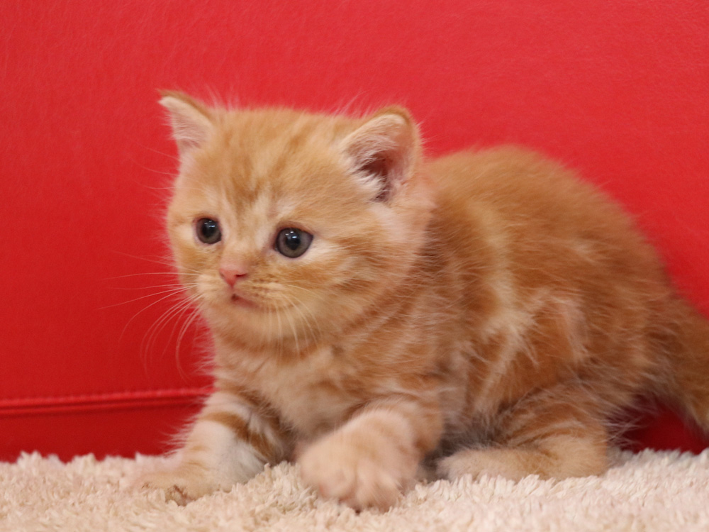 スコティッシュフォールドの子猫画像