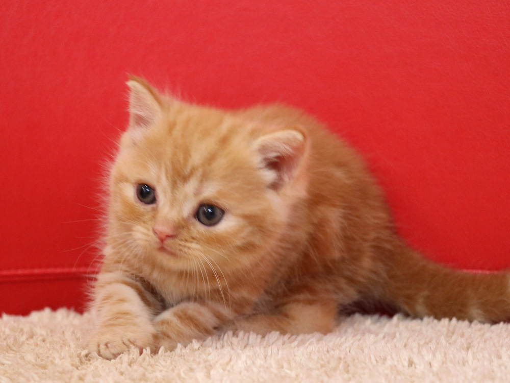 スコティッシュフォールドの子猫画像