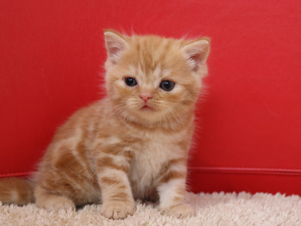 スコティッシュフォールドの子猫画像