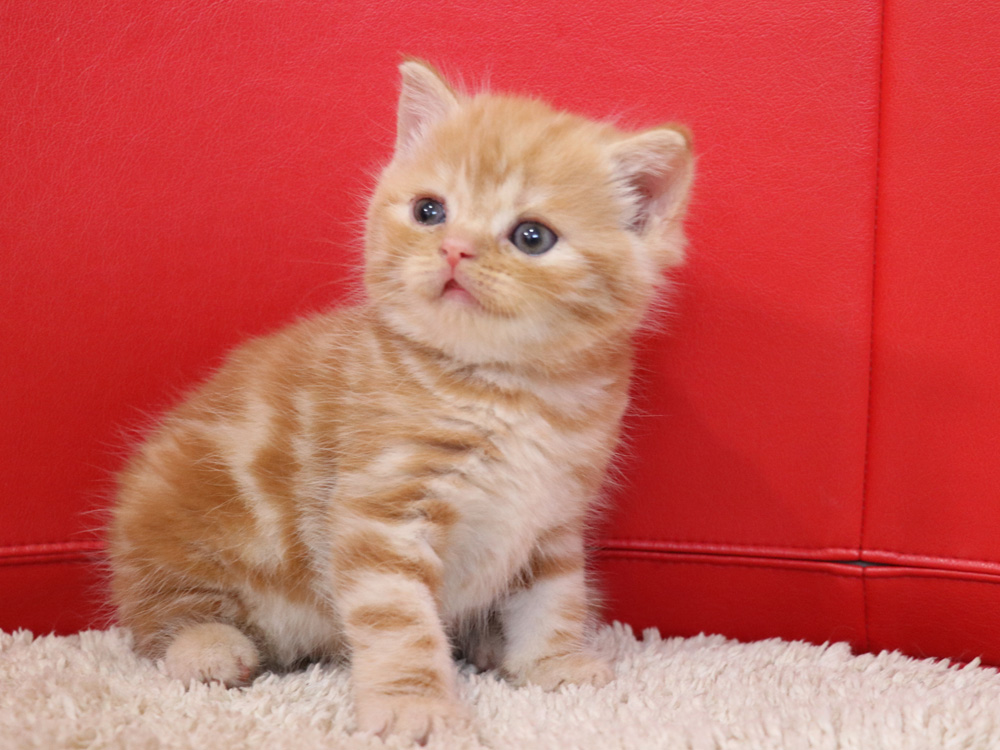 スコティッシュフォールドの子猫画像