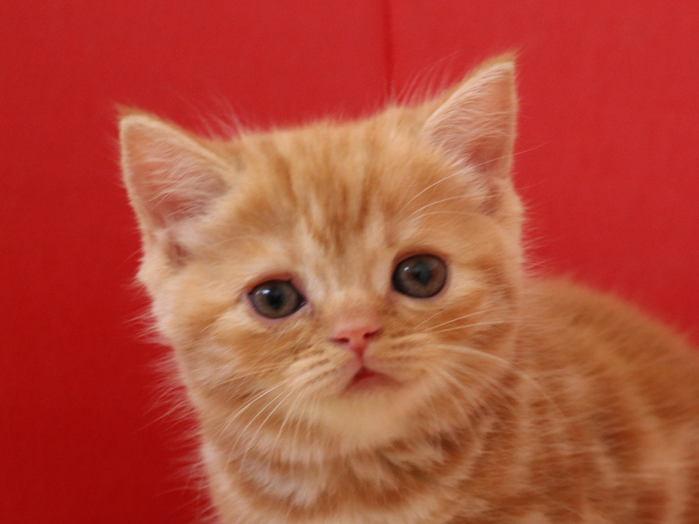 スコティッシュフォールドの子猫画像