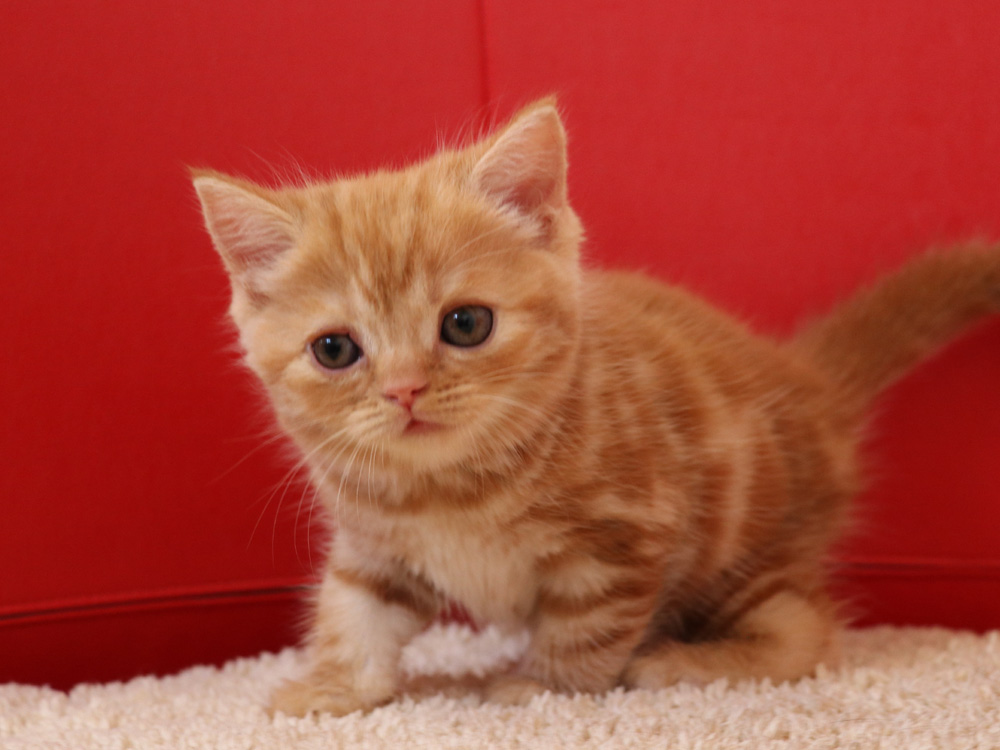 スコティッシュフォールドの子猫画像