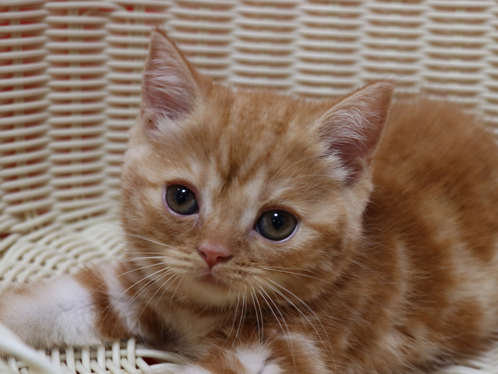 スコティッシュフォールドの子猫画像