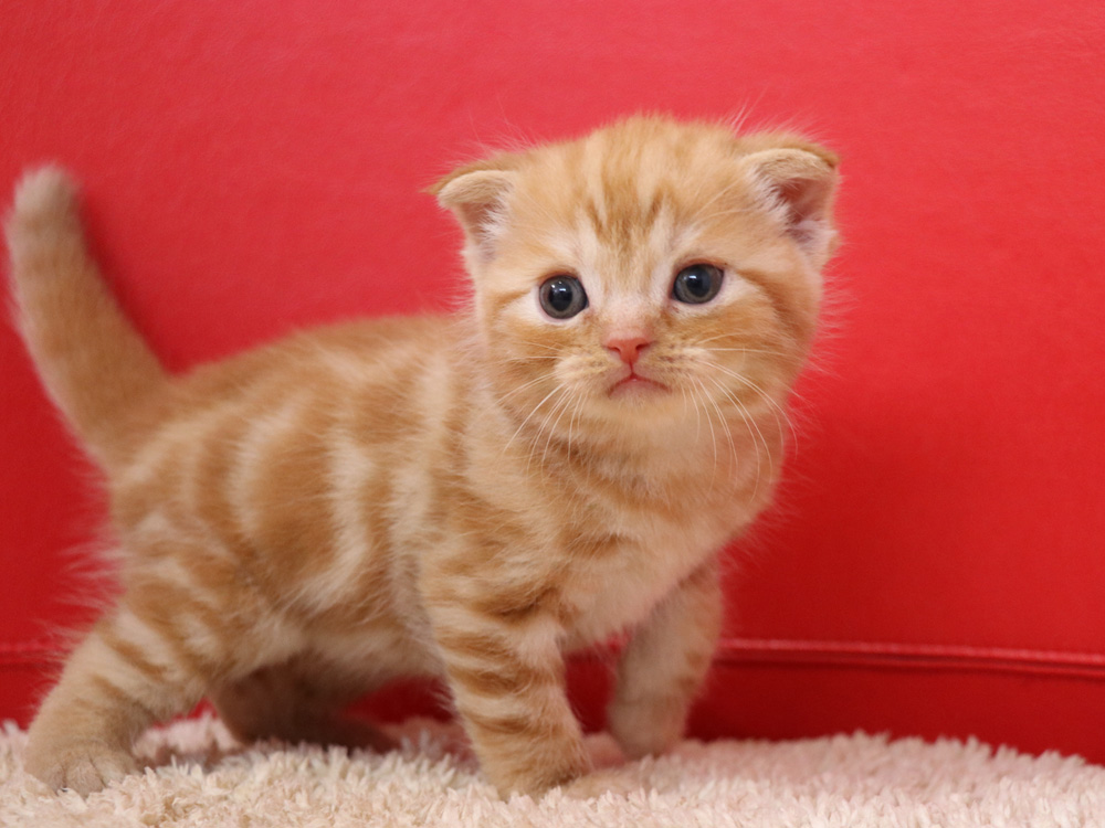 スコティッシュフォールドの子猫画像