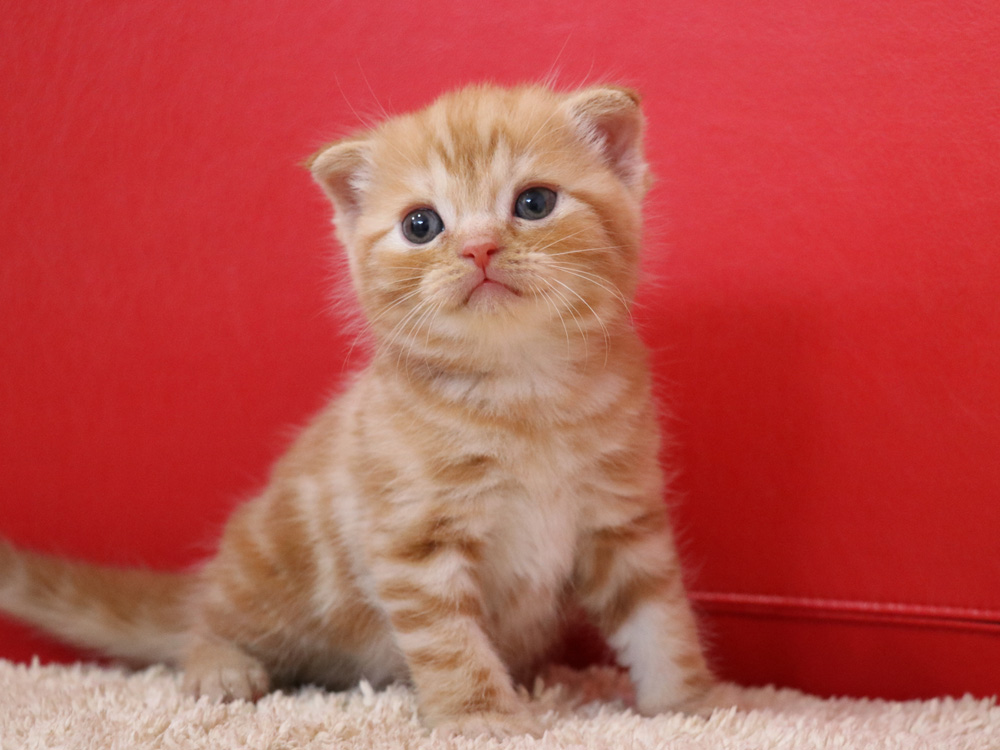 スコティッシュフォールドの子猫画像