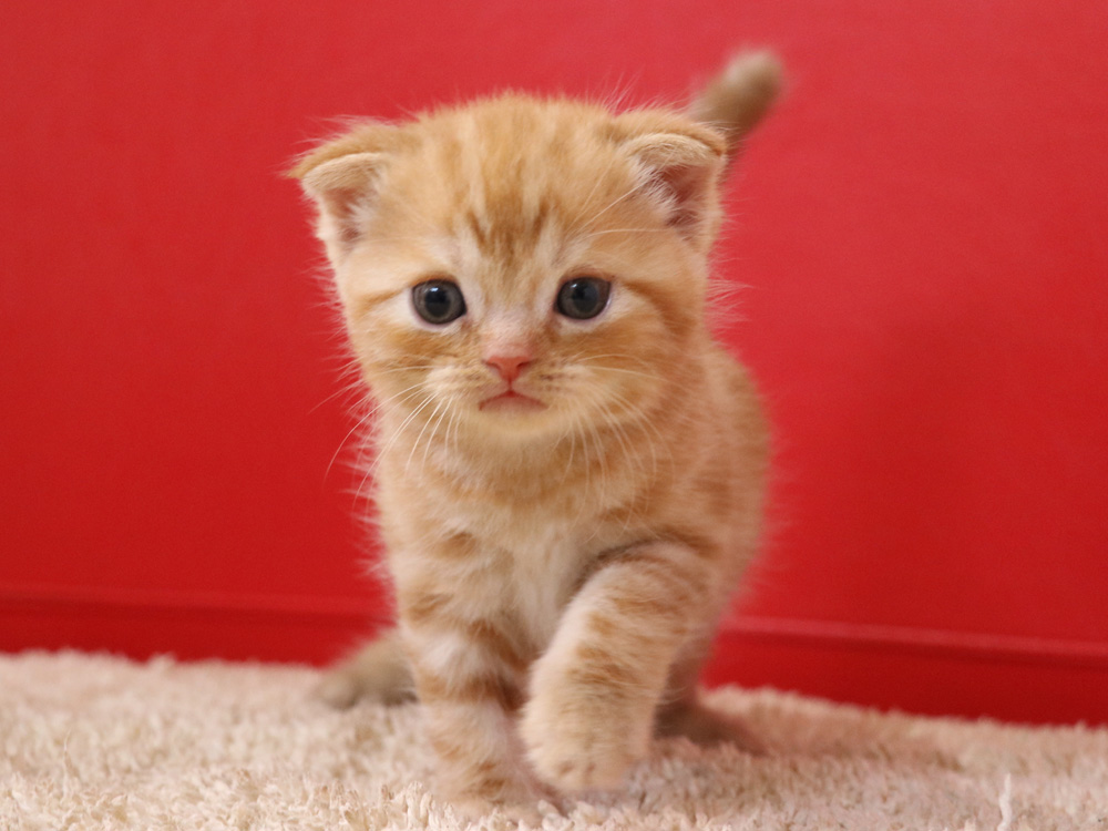 スコティッシュフォールドの子猫画像