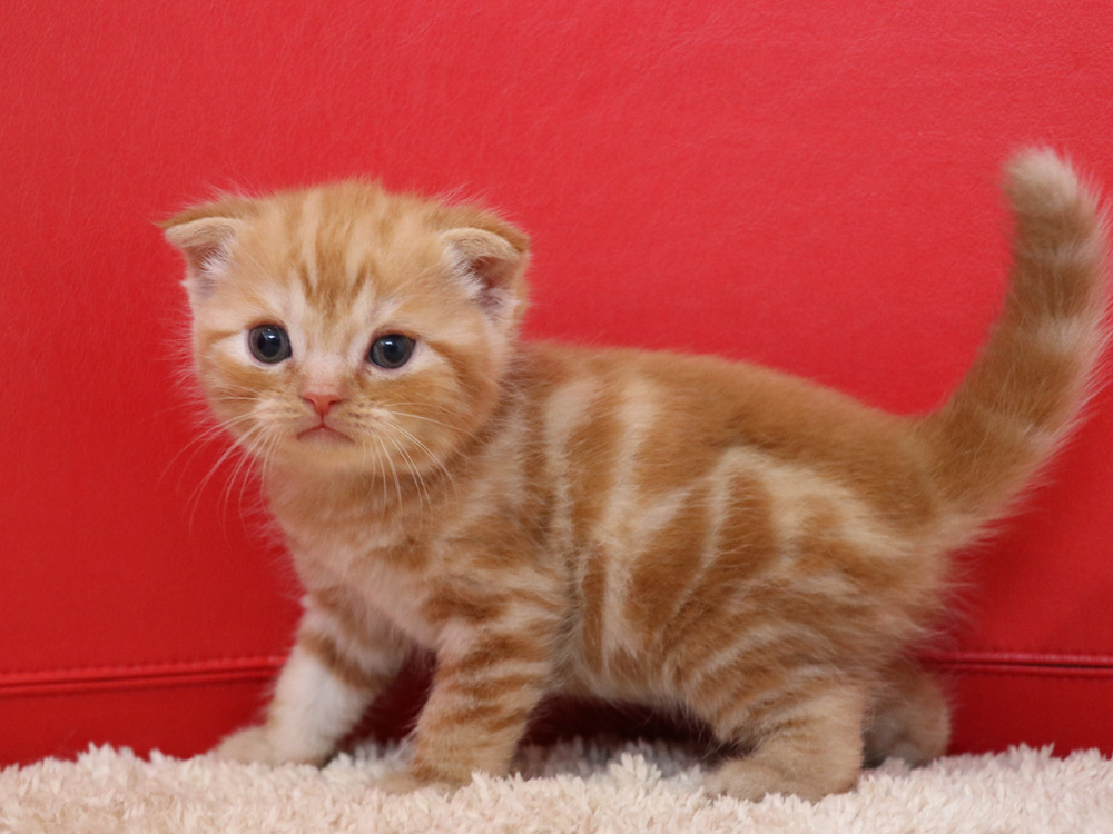スコティッシュフォールドの子猫画像