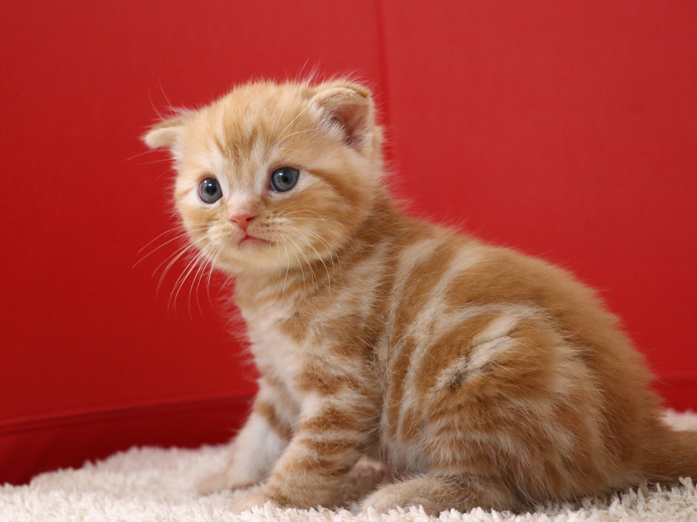 スコティッシュフォールドの子猫画像