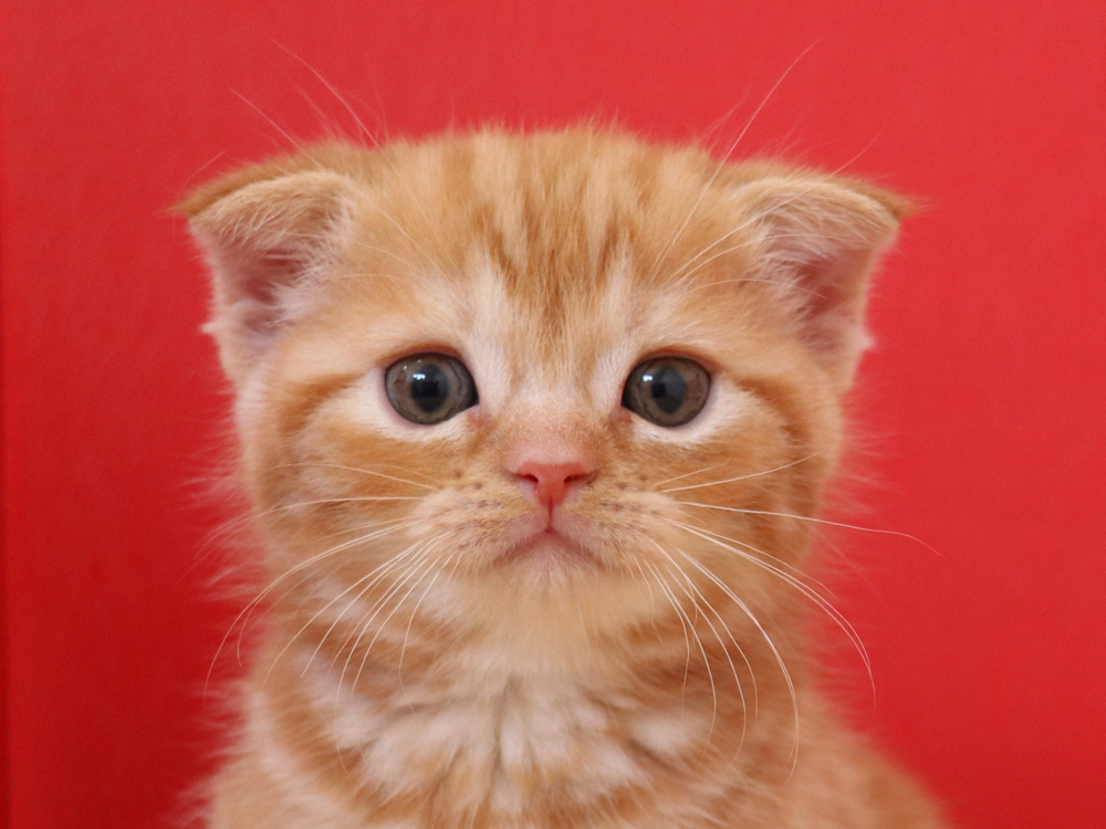 スコティッシュフォールドの子猫画像