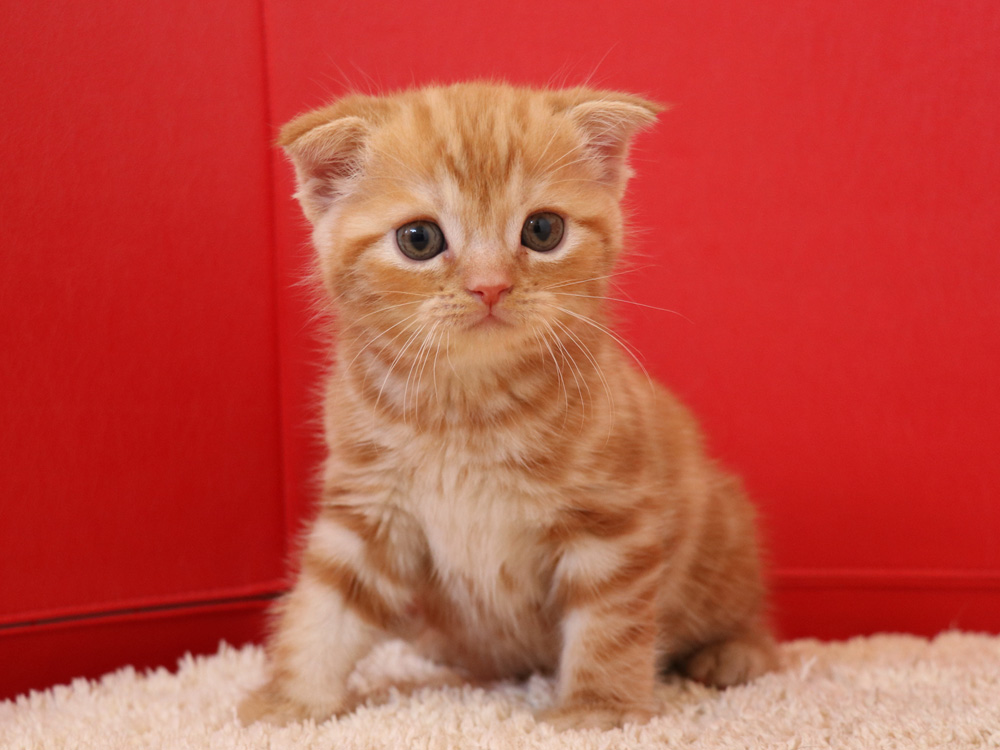 スコティッシュフォールドの子猫画像