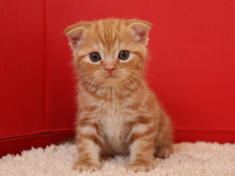 スコティッシュフォールドの子猫画像