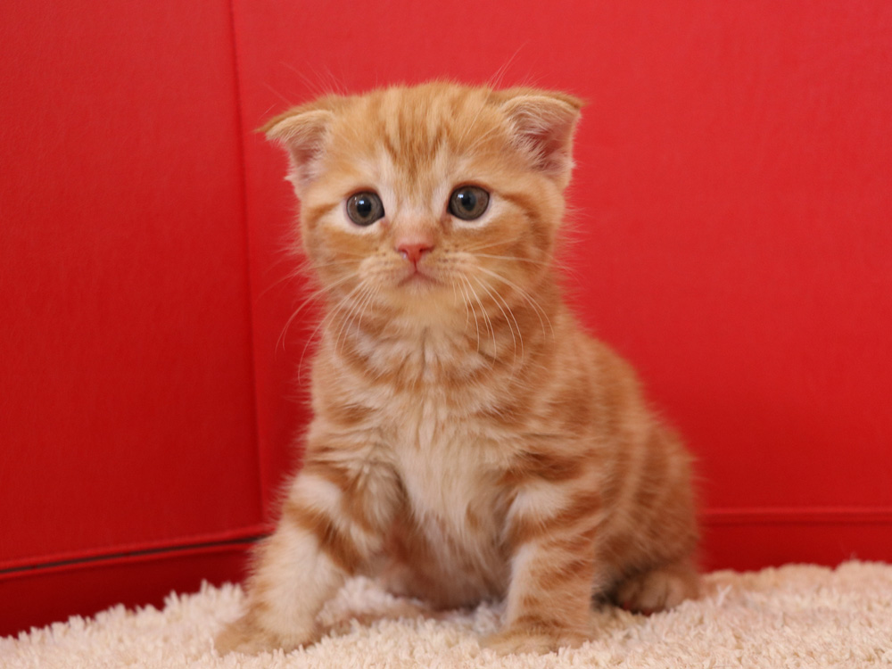 スコティッシュフォールドの子猫画像
