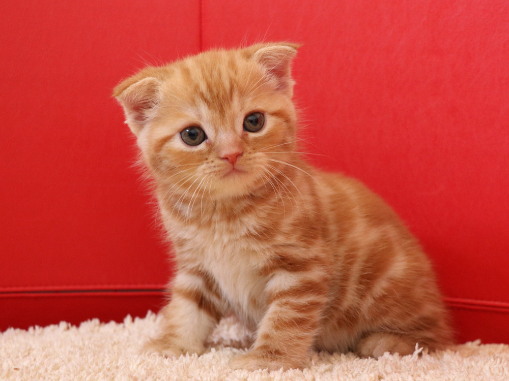 スコティッシュフォールドの子猫画像