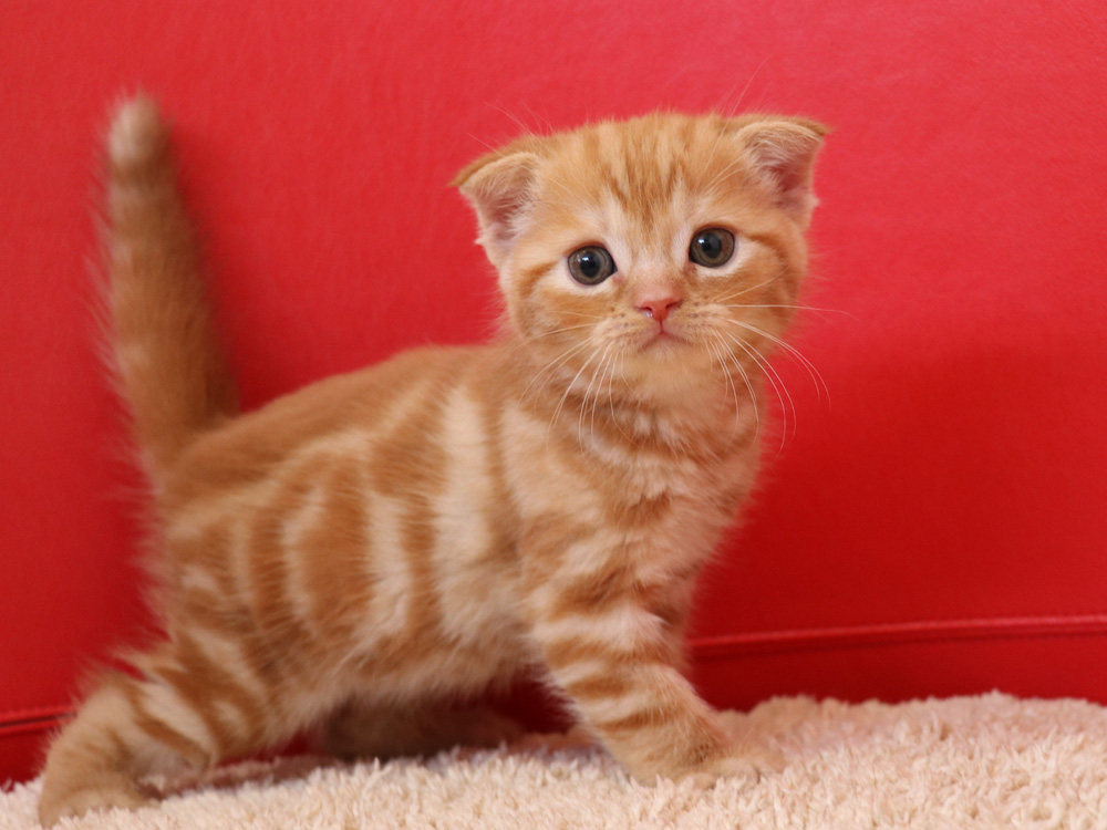 スコティッシュフォールドの子猫画像