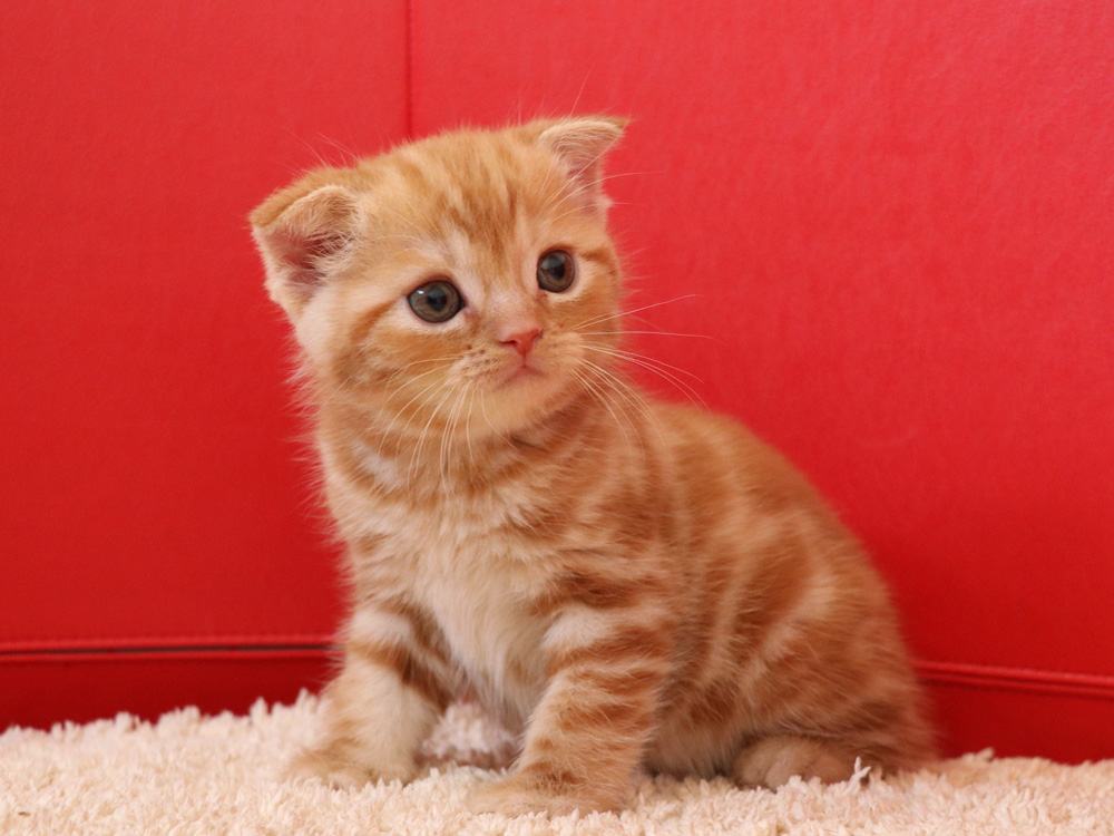 スコティッシュフォールドの子猫画像