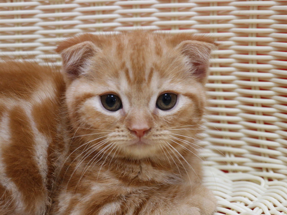 スコティッシュフォールドの子猫画像
