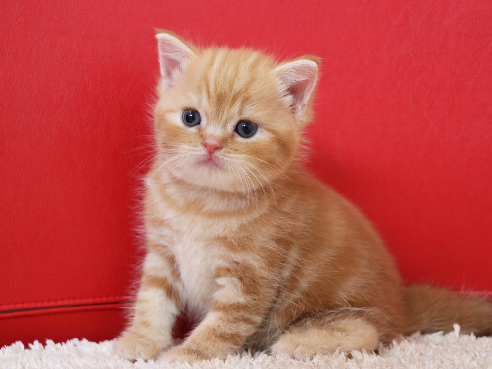 スコティッシュフォールドの子猫画像