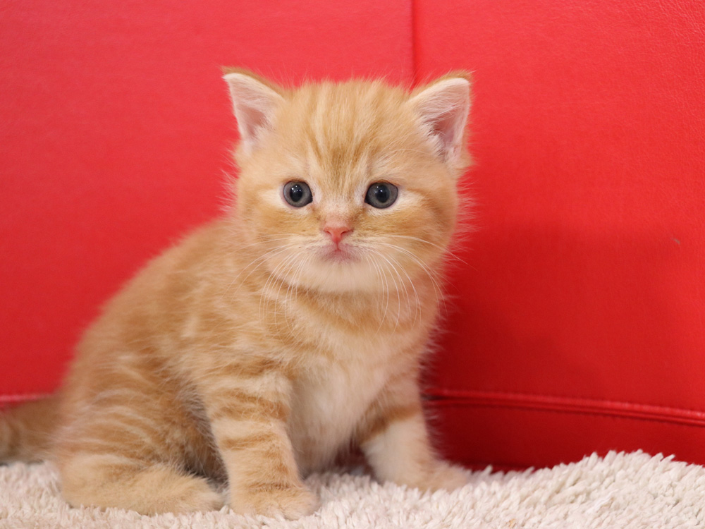 スコティッシュフォールドの子猫画像