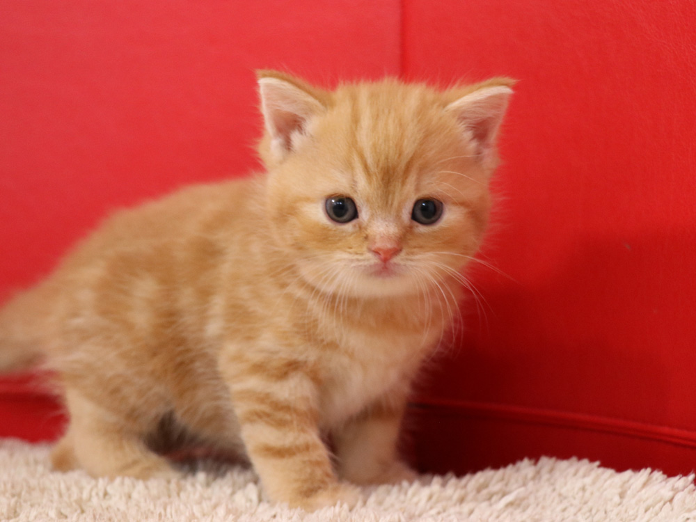 スコティッシュフォールドの子猫画像