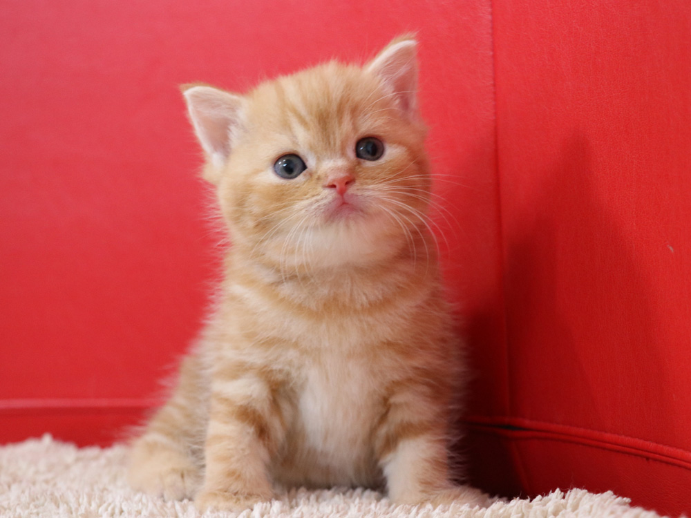 スコティッシュフォールドの子猫画像