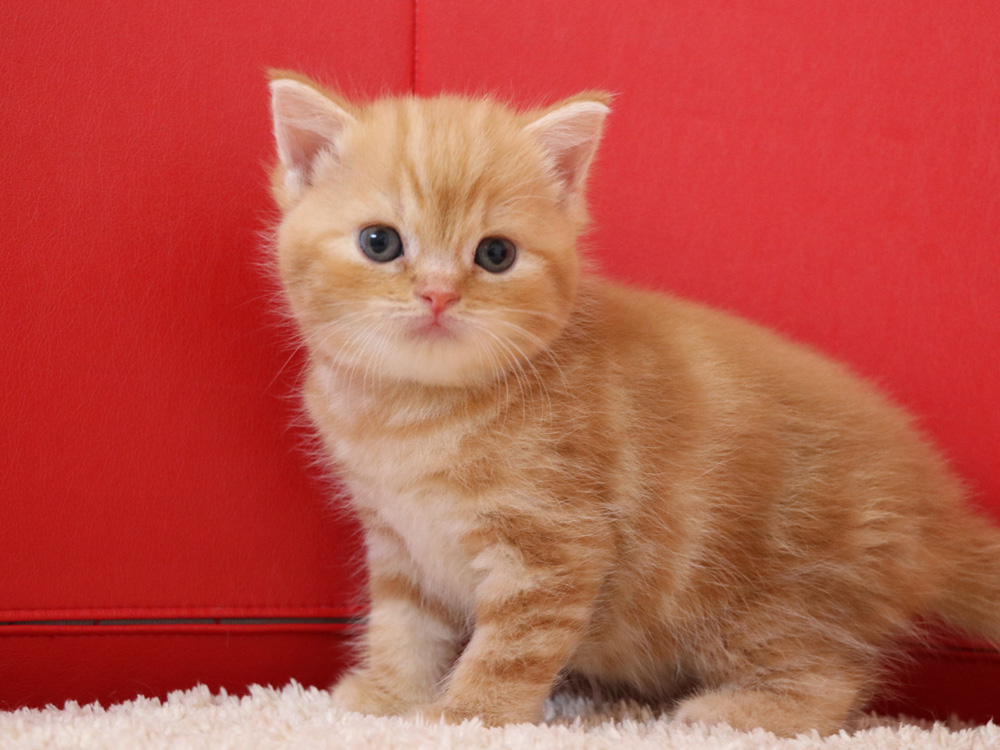 スコティッシュフォールドの子猫画像