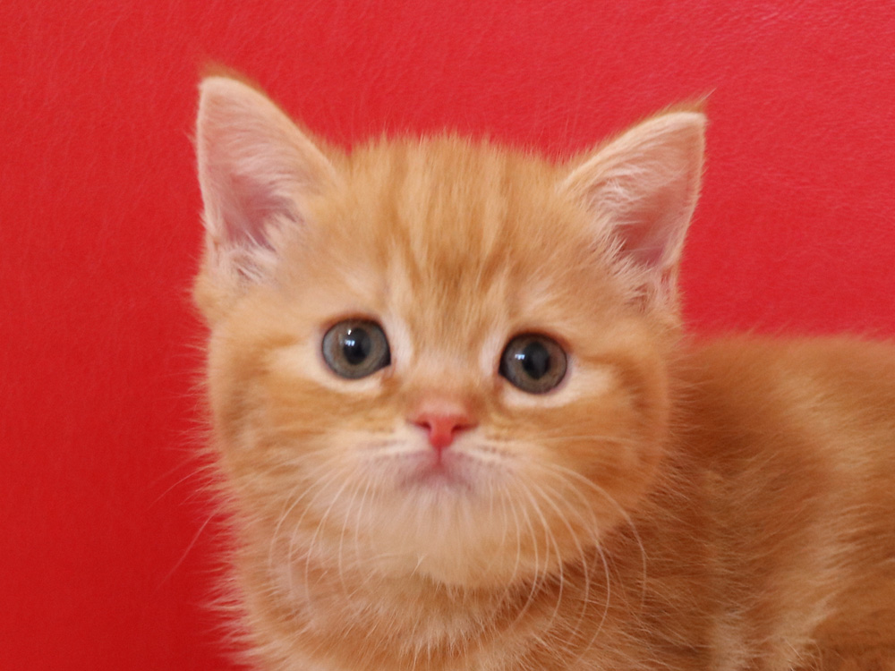 スコティッシュフォールドの子猫画像