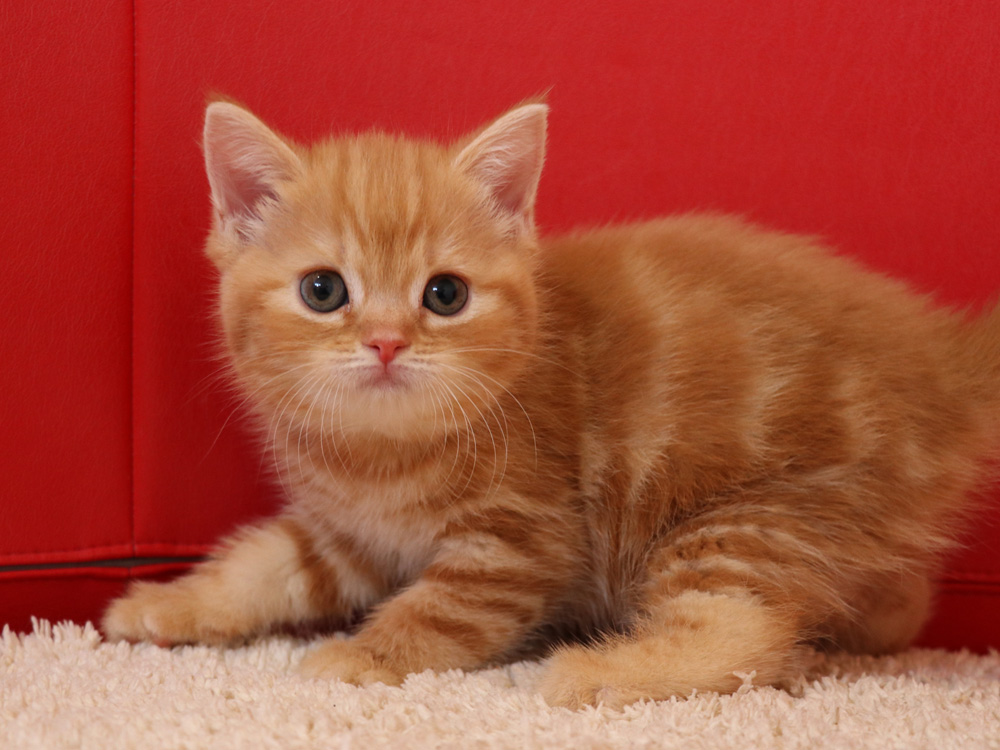 スコティッシュフォールドの子猫画像