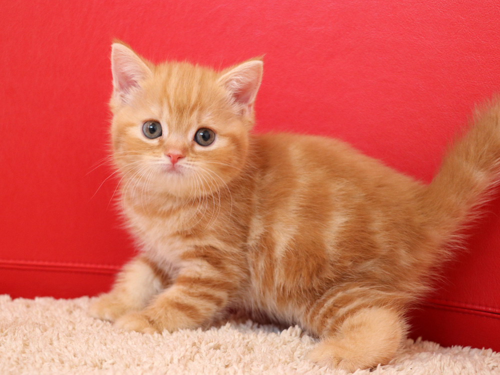 スコティッシュフォールドの子猫画像