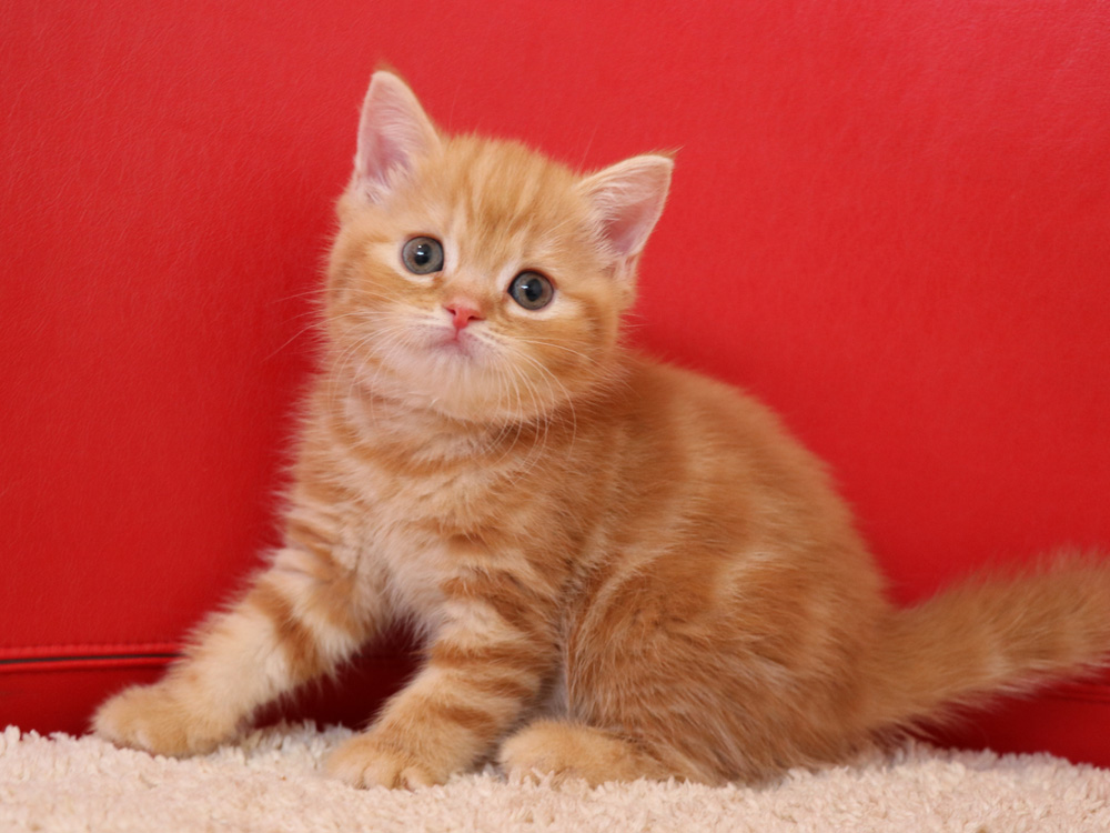 スコティッシュフォールドの子猫画像