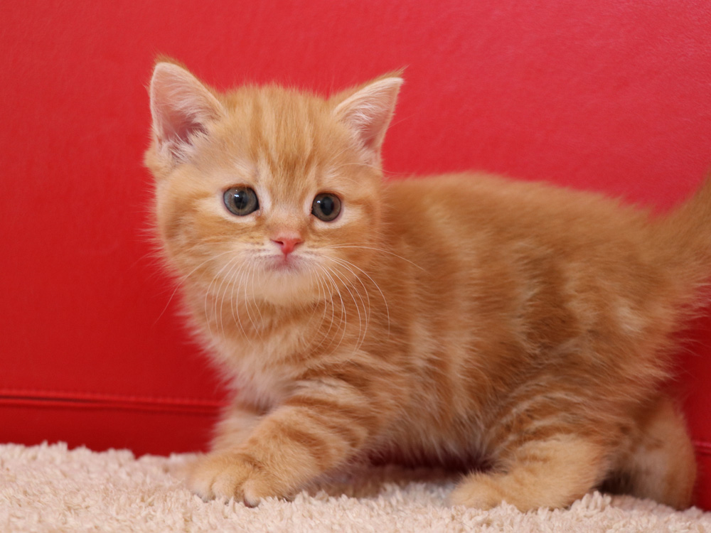 スコティッシュフォールドの子猫画像