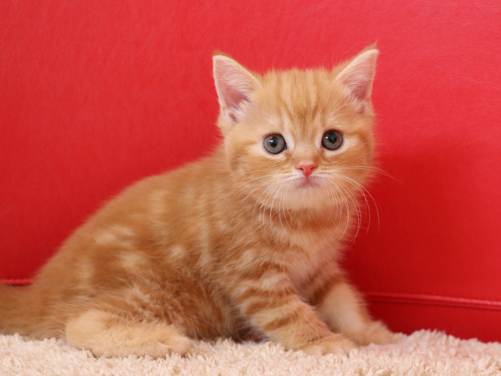 スコティッシュフォールドの子猫画像