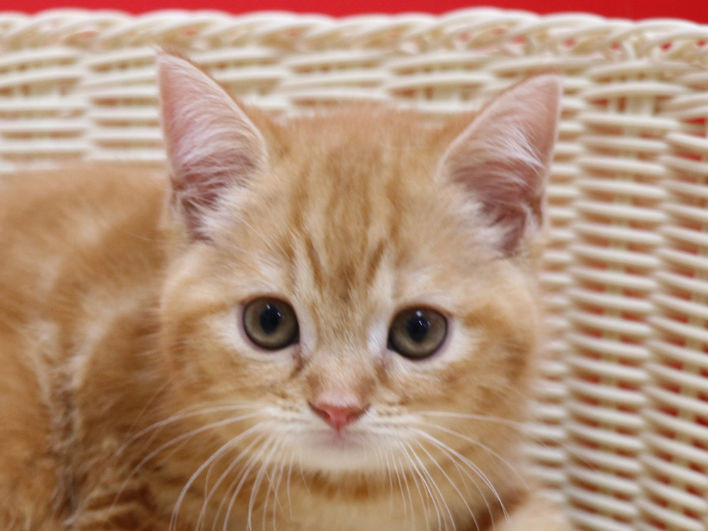 スコティッシュフォールドの子猫画像