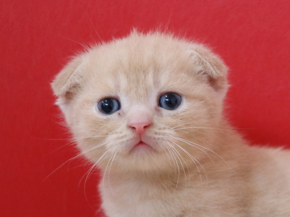 スコティッシュフォールドの子猫画像