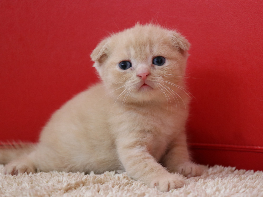 スコティッシュフォールドの子猫画像