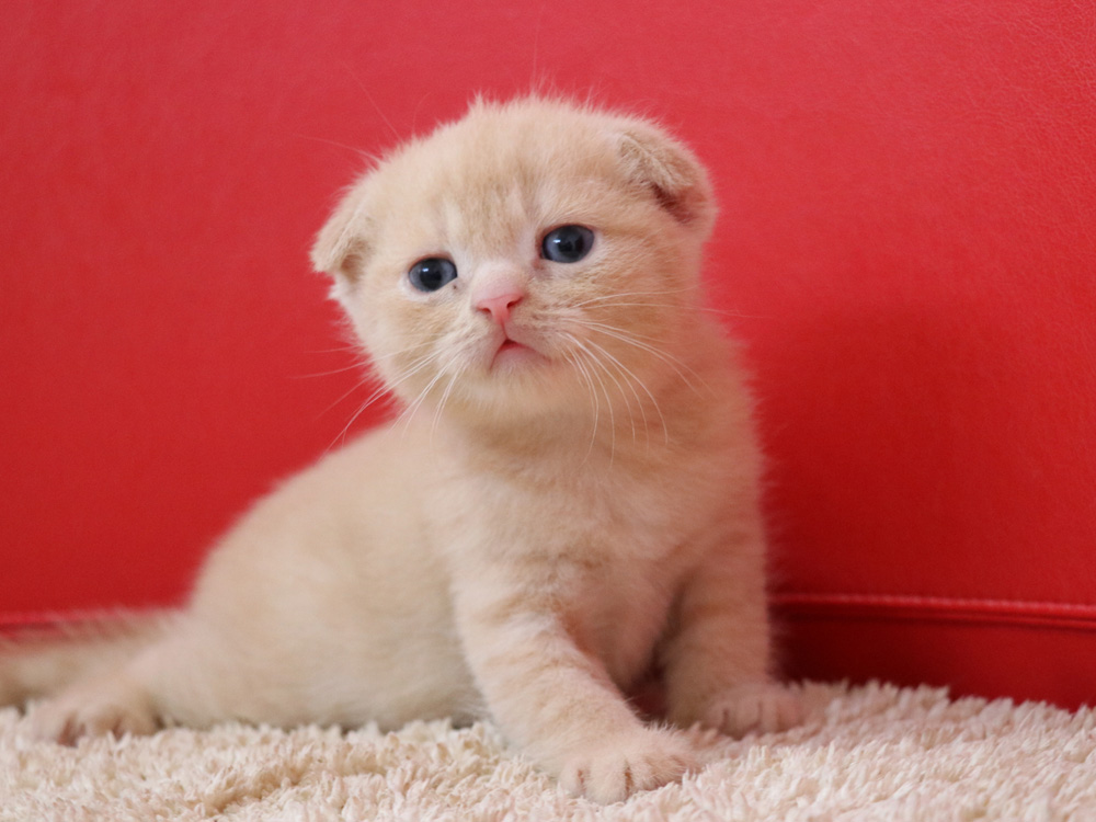 スコティッシュフォールドの子猫画像