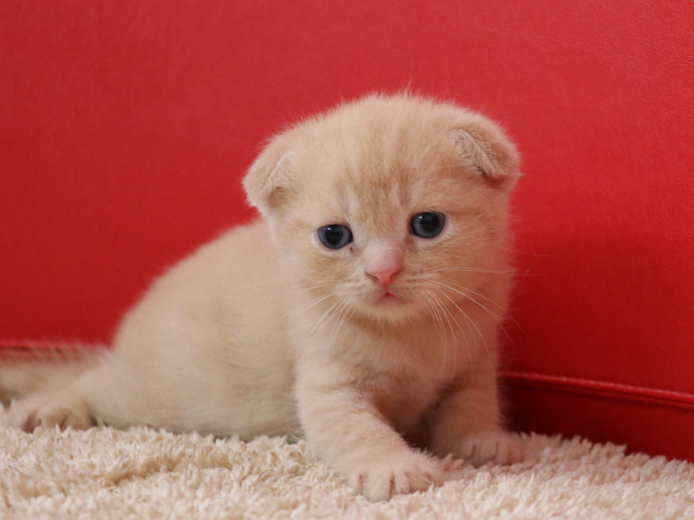 スコティッシュフォールドの子猫画像