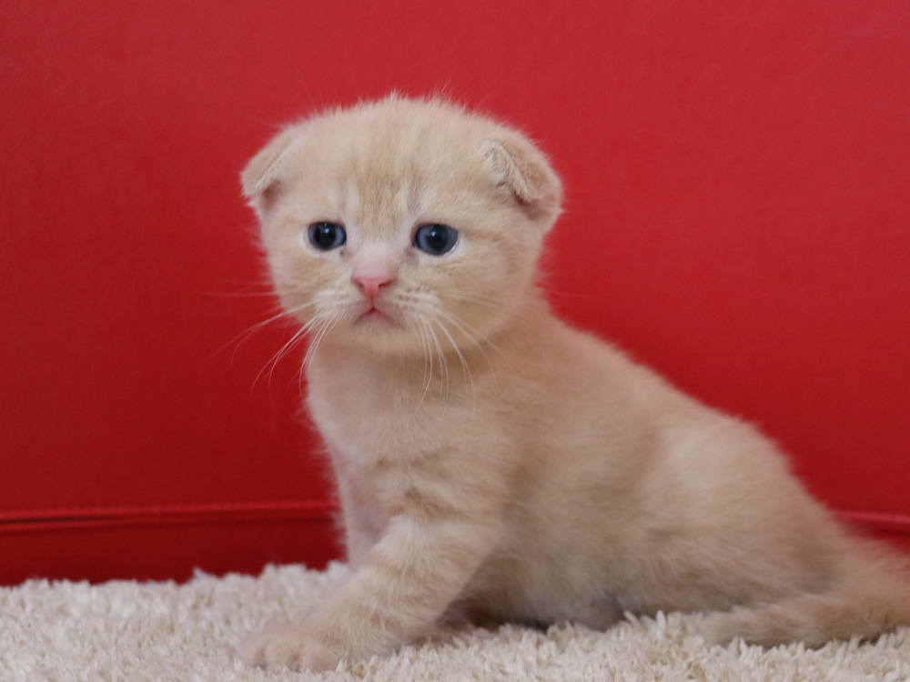 スコティッシュフォールドの子猫画像