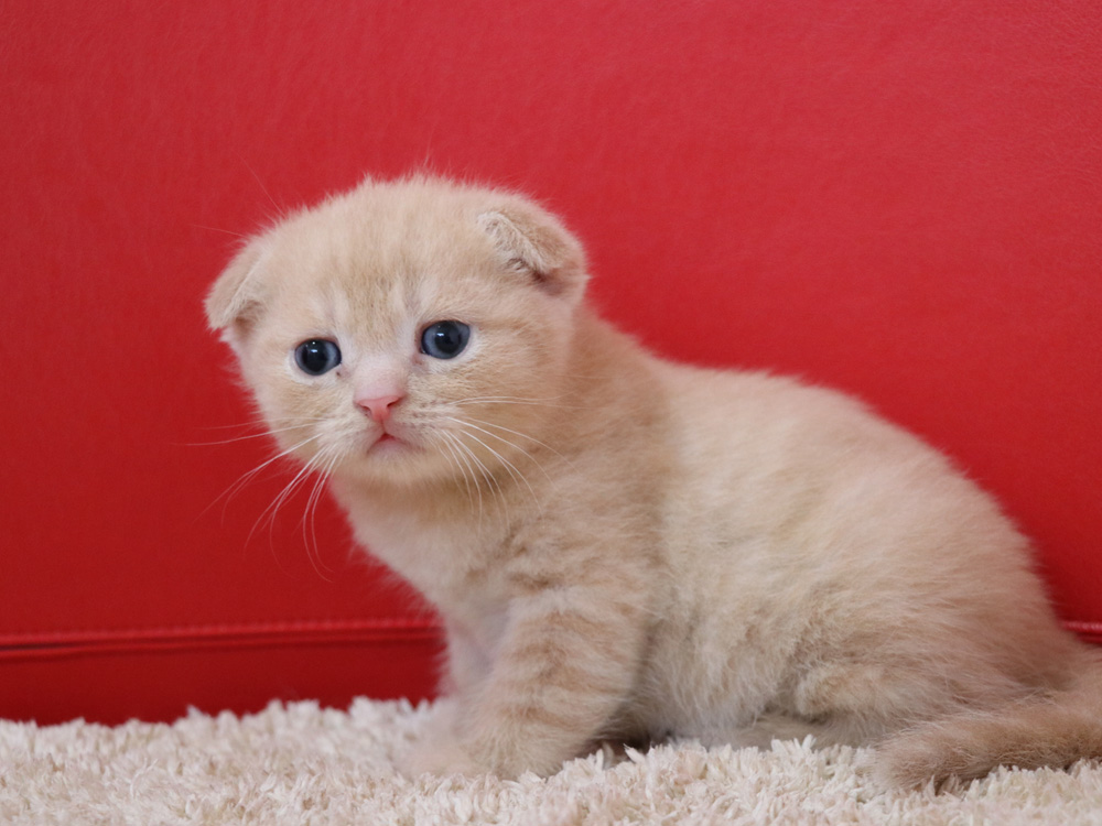 スコティッシュフォールドの子猫画像
