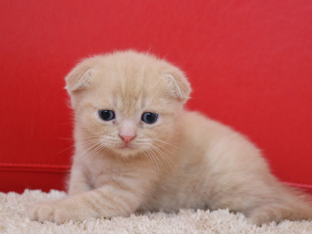 スコティッシュフォールドの子猫画像