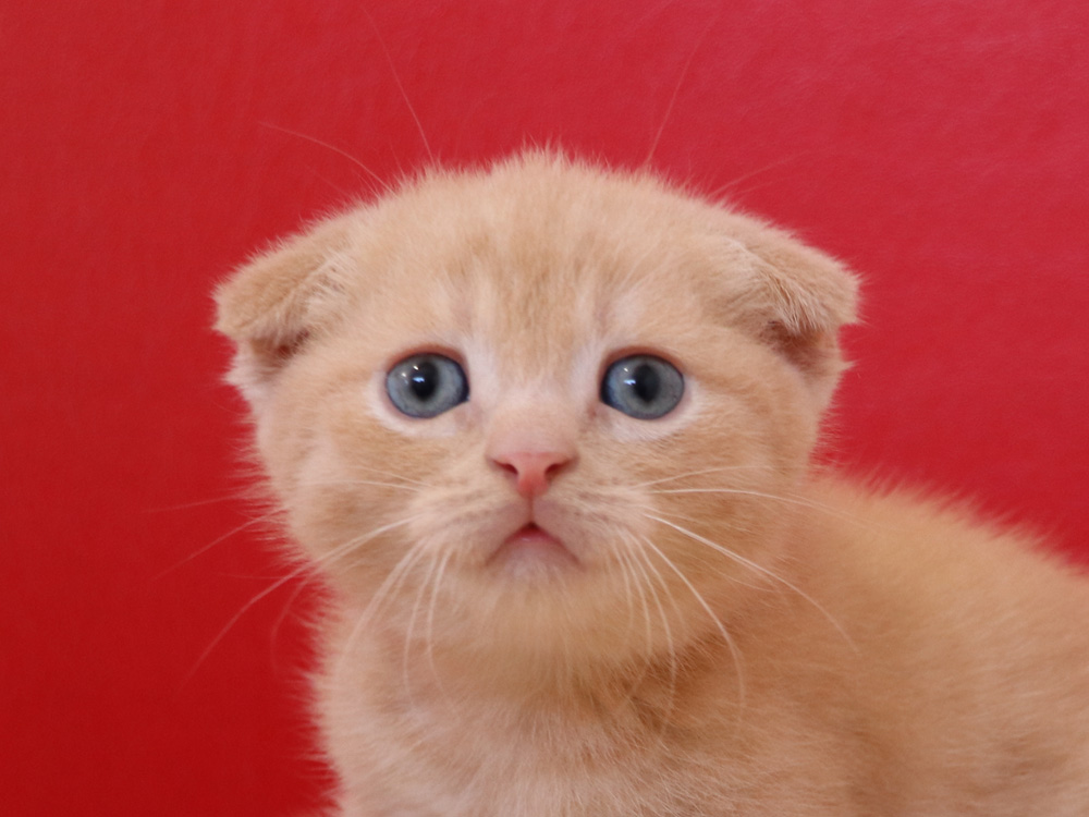 スコティッシュフォールドの子猫画像