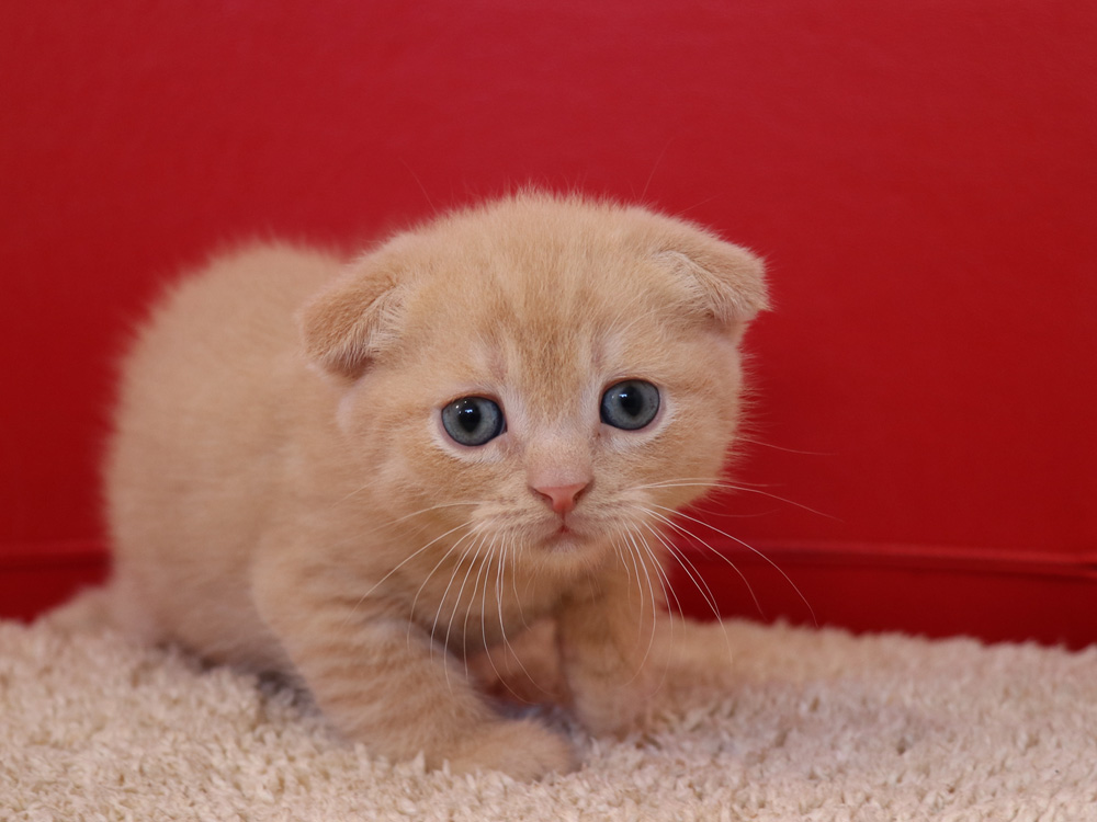 スコティッシュフォールドの子猫画像