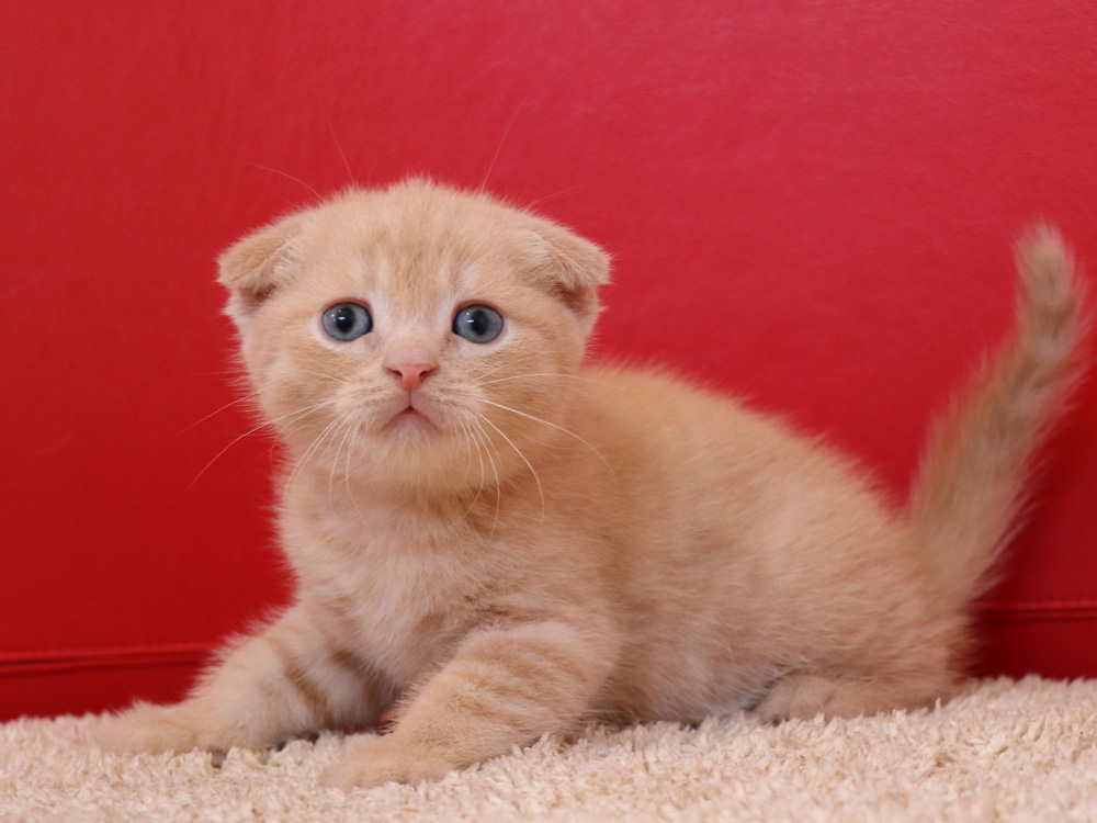 スコティッシュフォールドの子猫画像