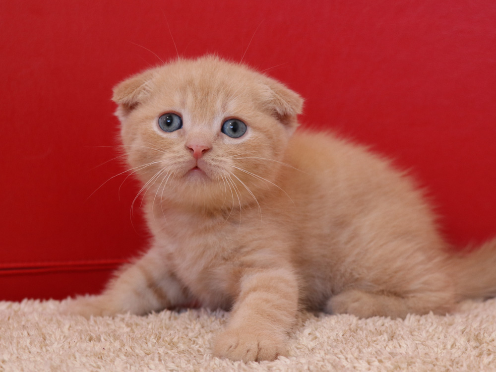 スコティッシュフォールドの子猫画像
