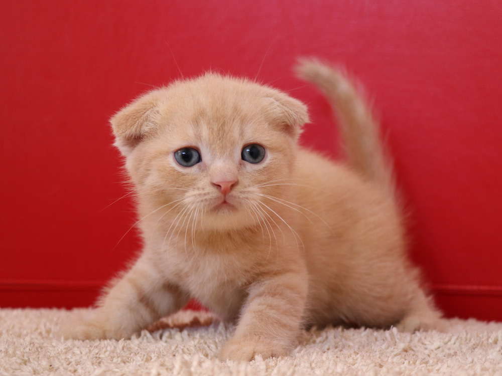 スコティッシュフォールドの子猫画像