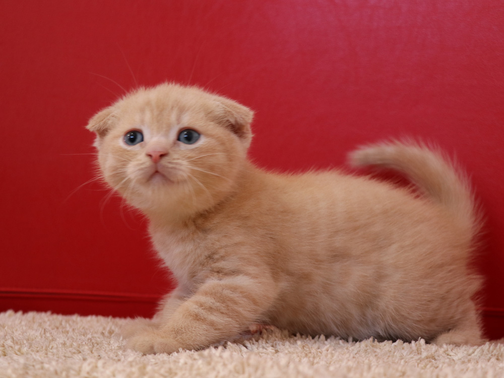 スコティッシュフォールドの子猫画像