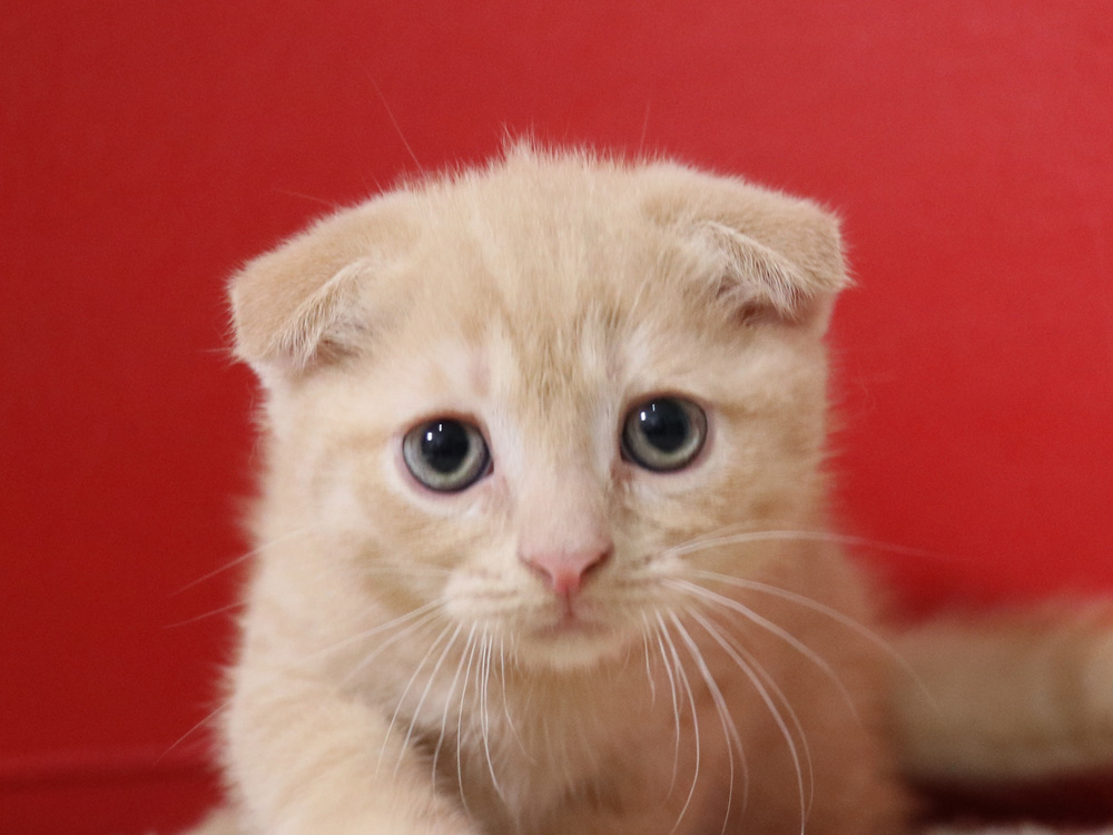 スコティッシュフォールドの子猫画像