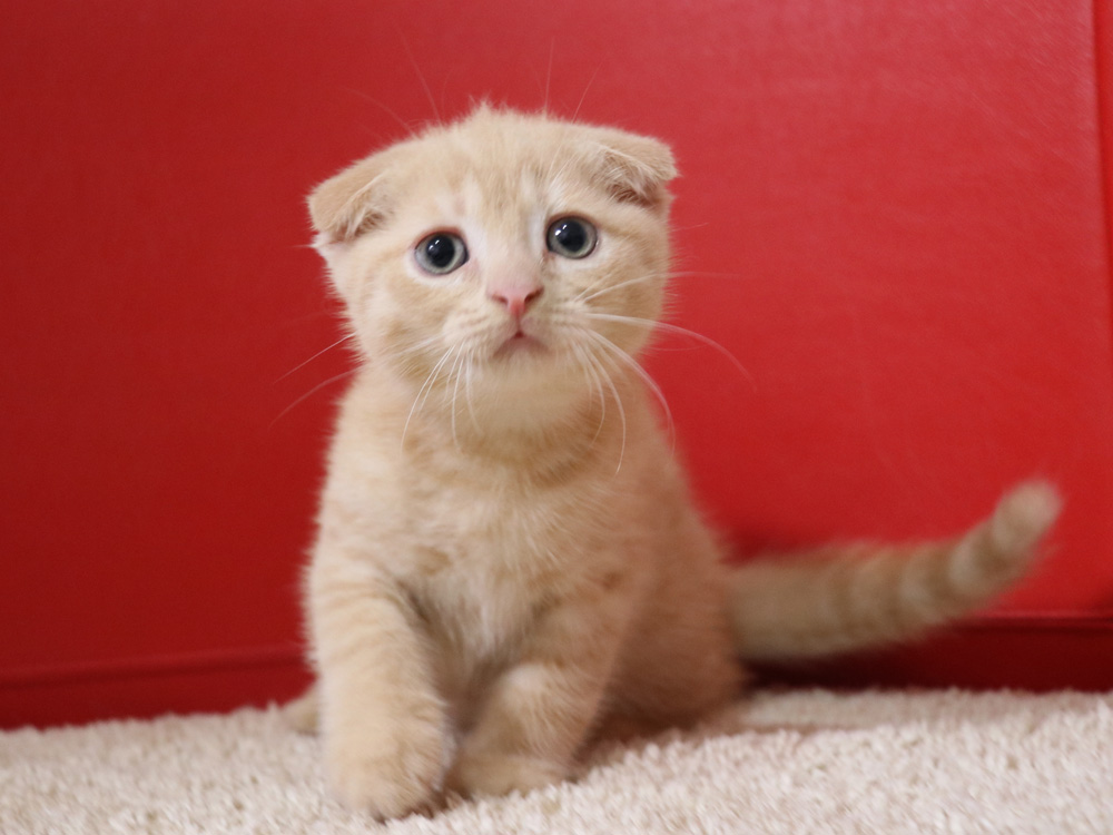 スコティッシュフォールドの子猫画像