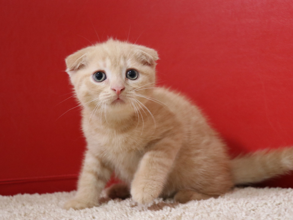 スコティッシュフォールドの子猫画像