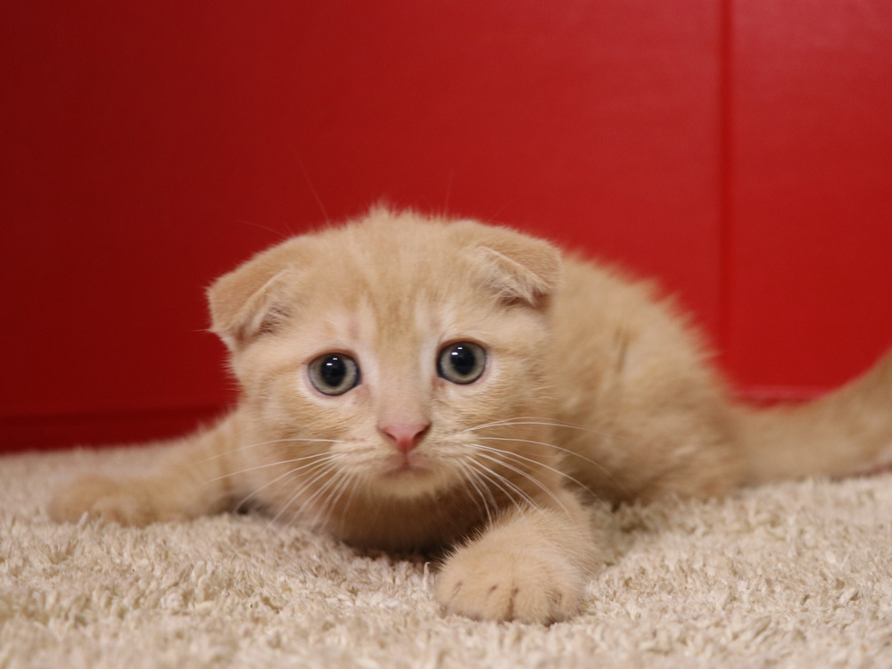 スコティッシュフォールドの子猫画像