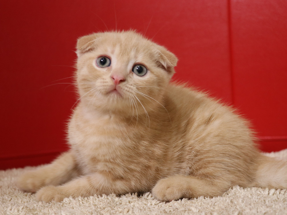 スコティッシュフォールドの子猫画像